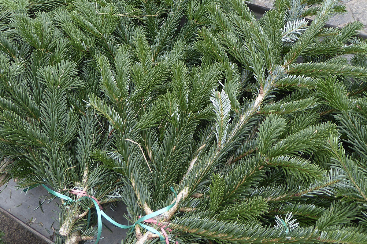 Von Christbäumen und Festtagsplänen – Marktbummel Aschaffenburg ...
